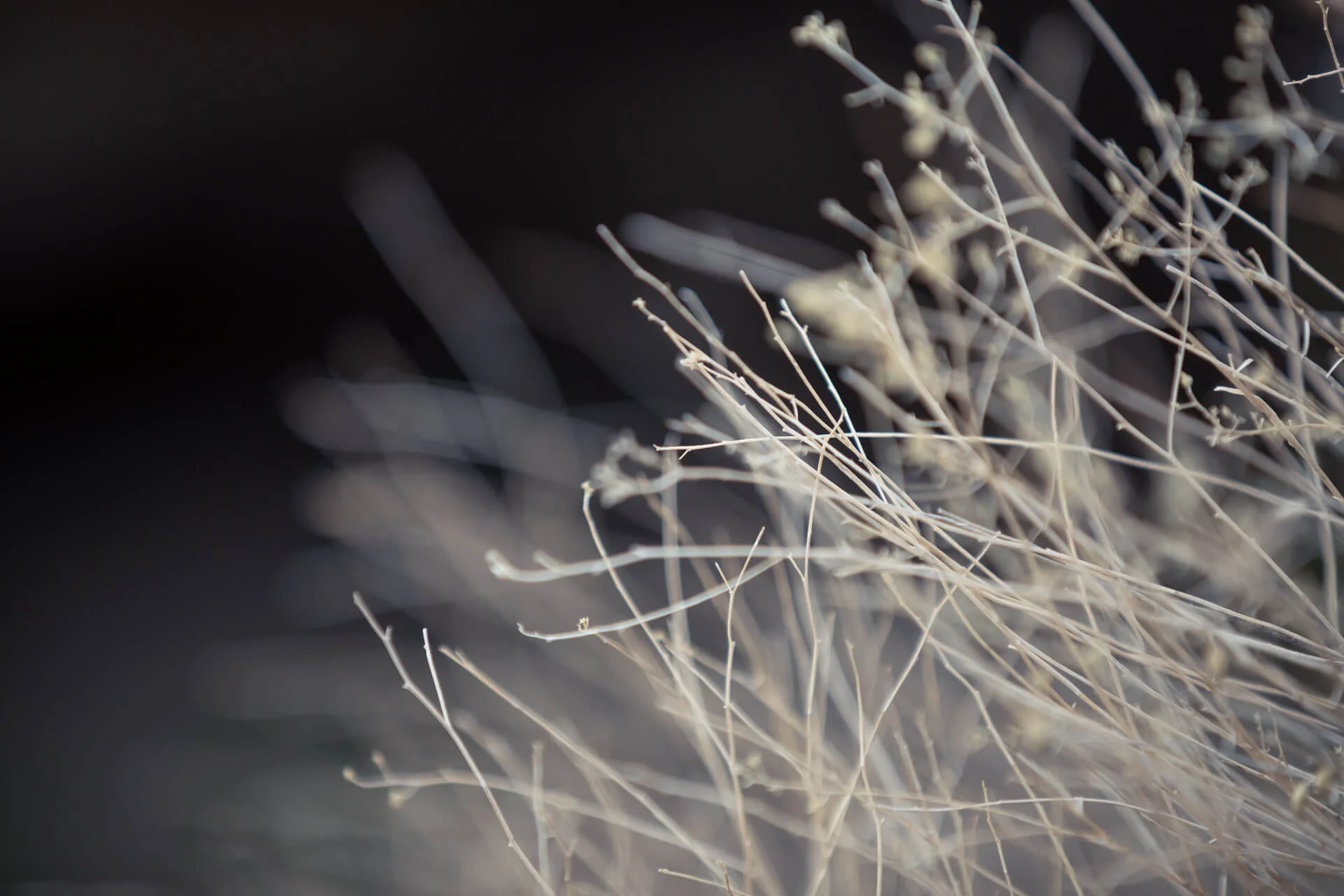 Tanne_Willow_IMG_6841.jpg