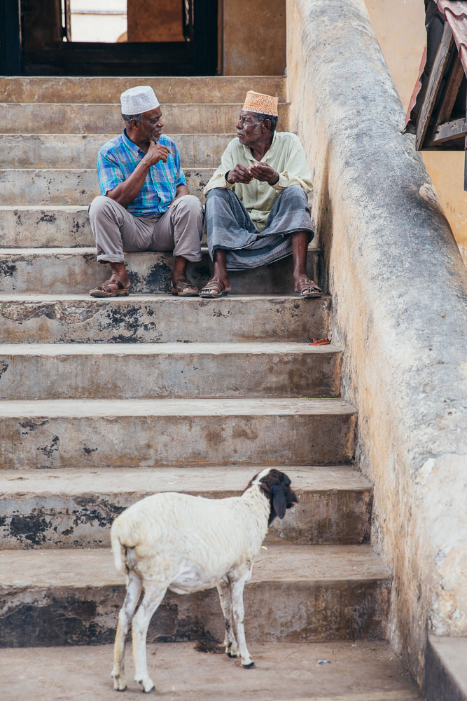 A sheep eavesdropping on the conversation.