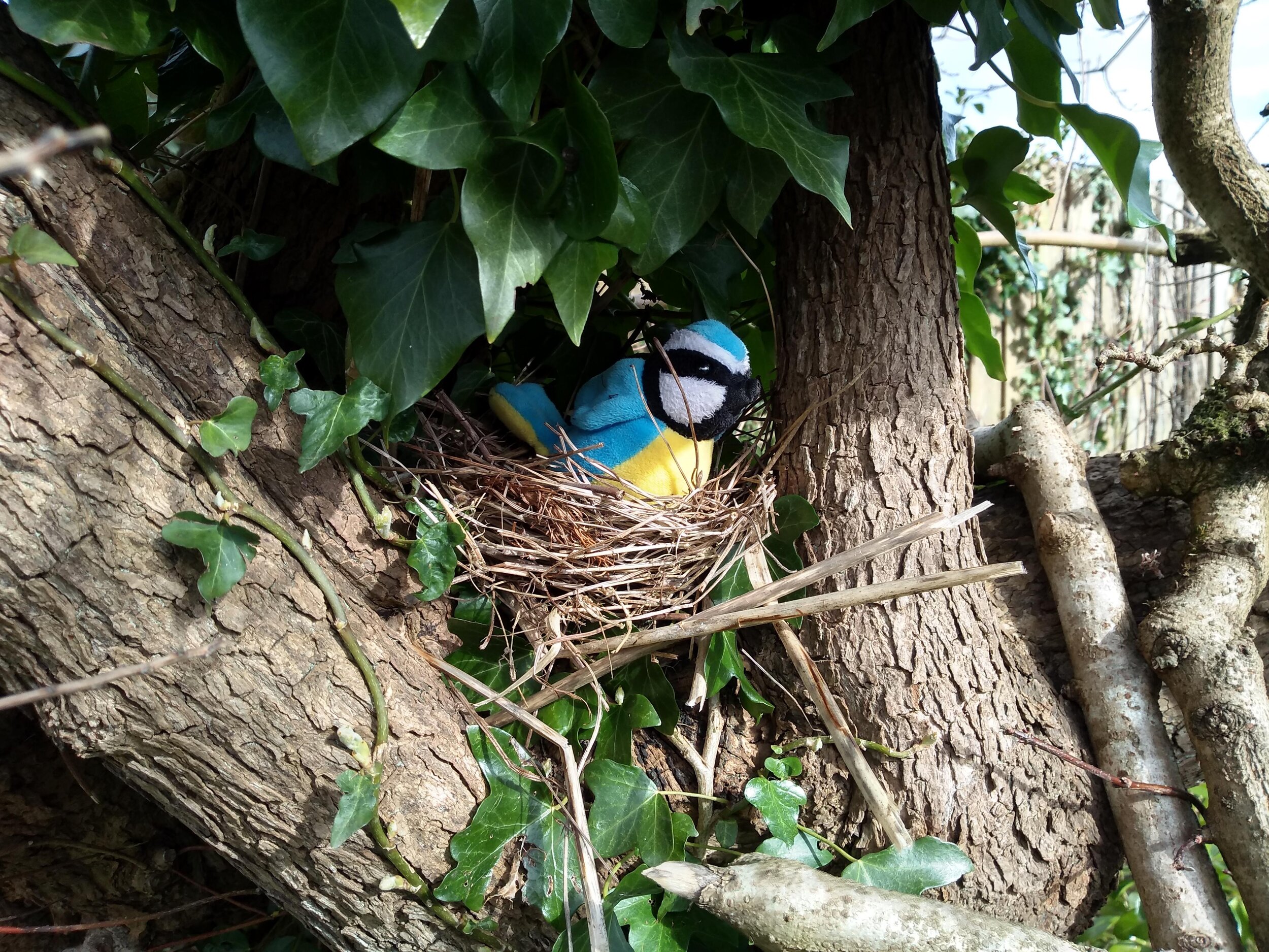 Make a bird's nest