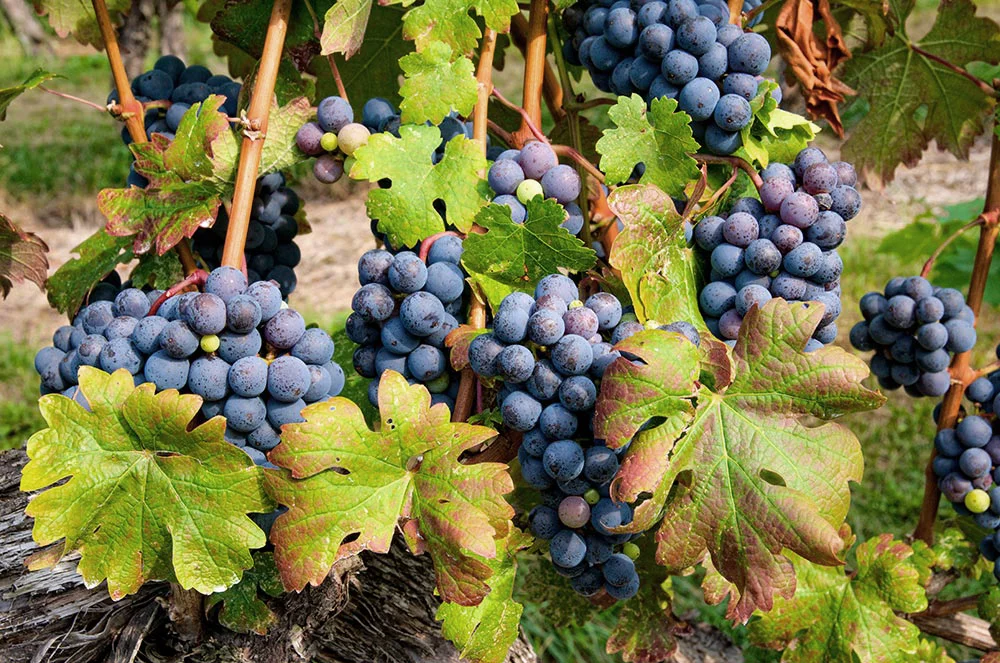 benguela-cove-tasting-room-wine-grapes-hermanus.jpg