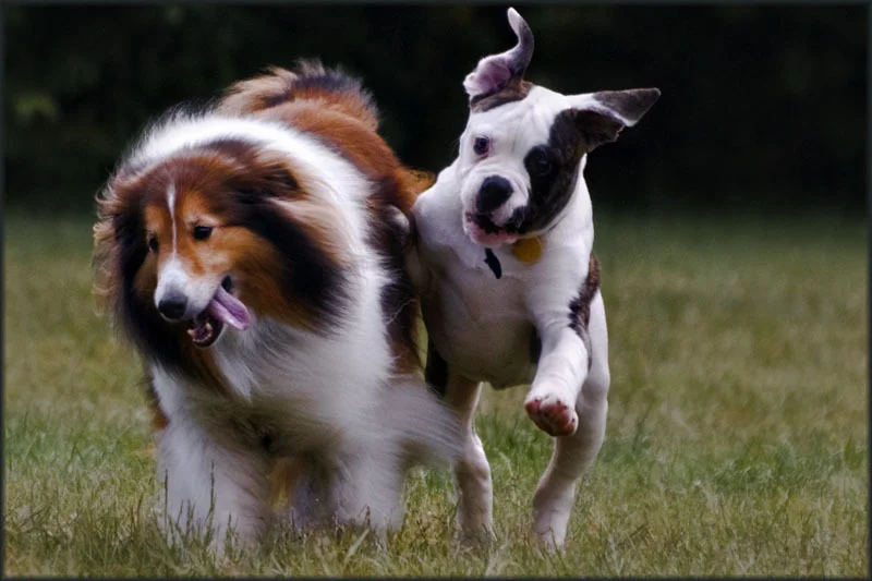 Lad and Lassie