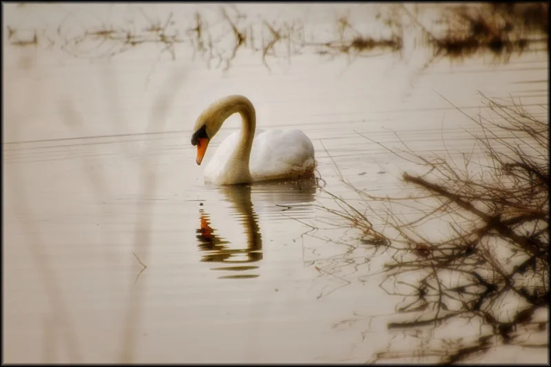 Narcissus