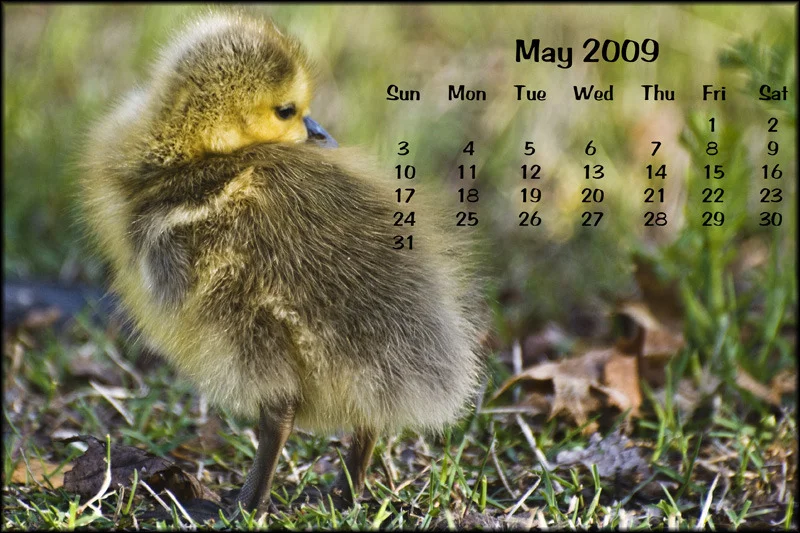 May Calendar 2009