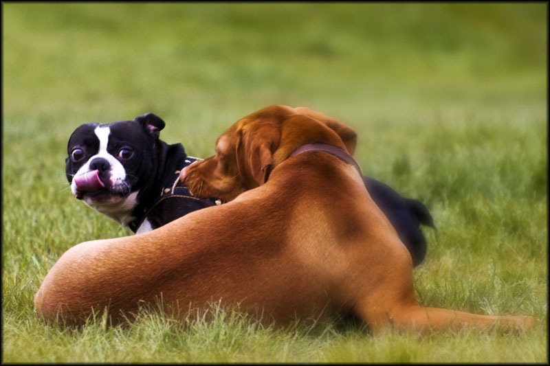 Mutt and Jeff