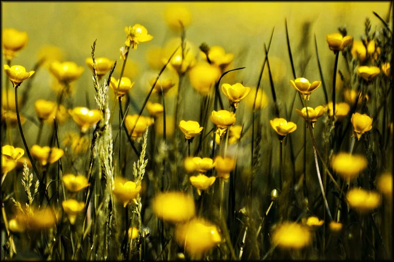 Field of Dreams