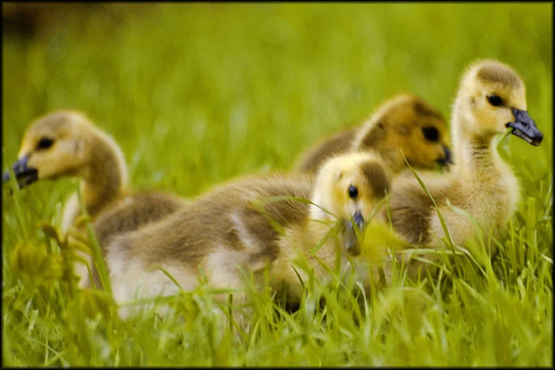 Lawn Mowers