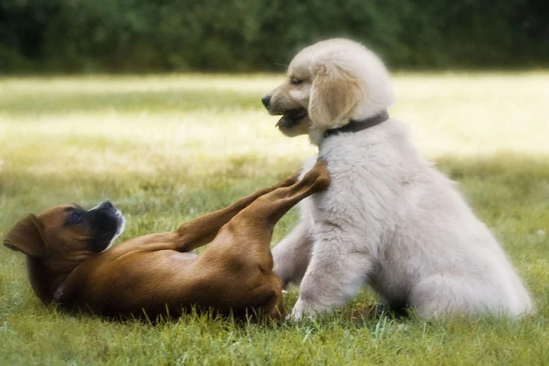 Lady and the Tramp