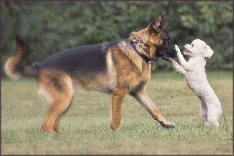 Peter and the Wolf