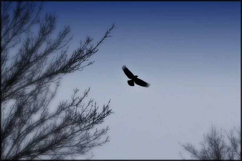 As The Crow Flies