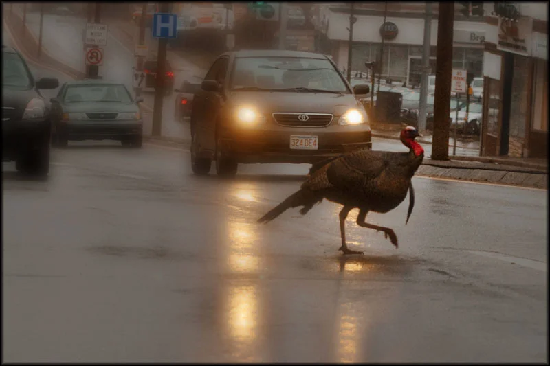 Traffic Stopper