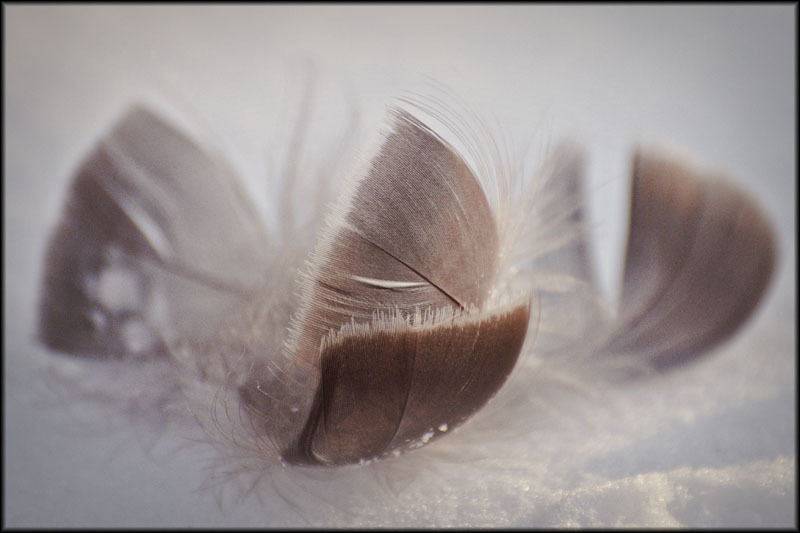 Eiderdown