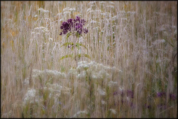 03392pxp.There_Is_A_Field.jpg