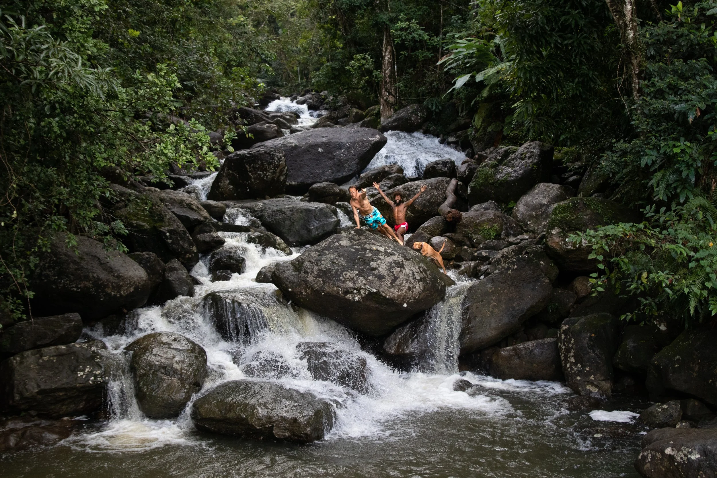 Rainforest.jpeg