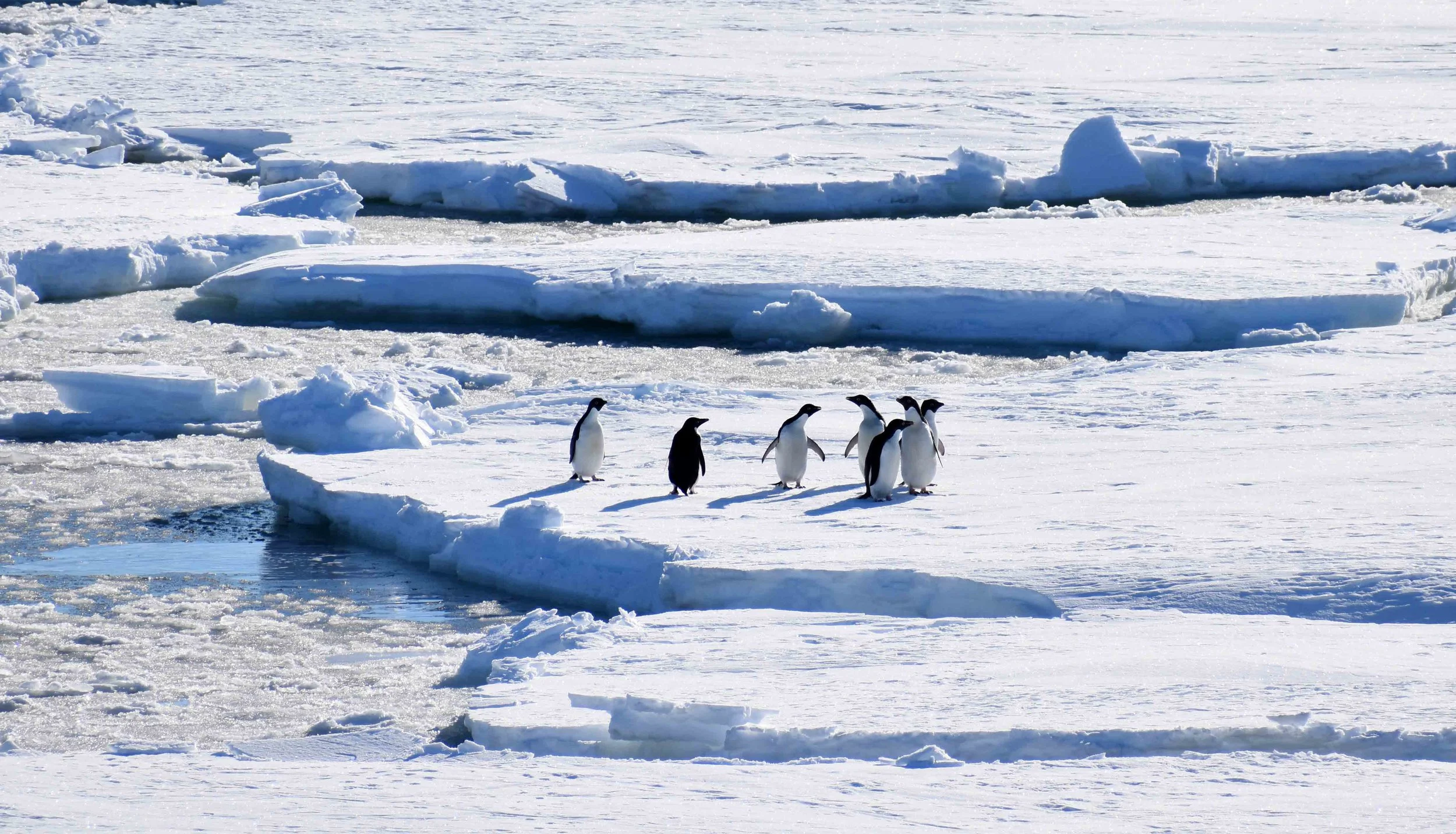 Adélie penguins, Ross Sea Copyright © Marlo Garnsworthy