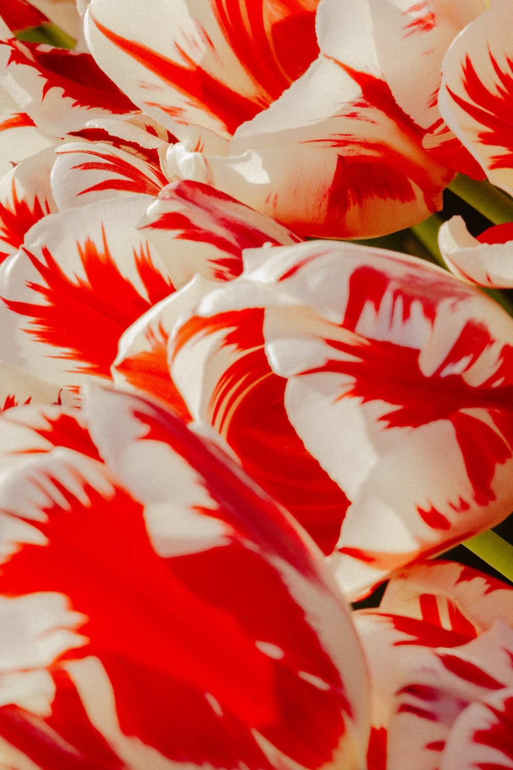 jules_davies_tulip_5.jpg