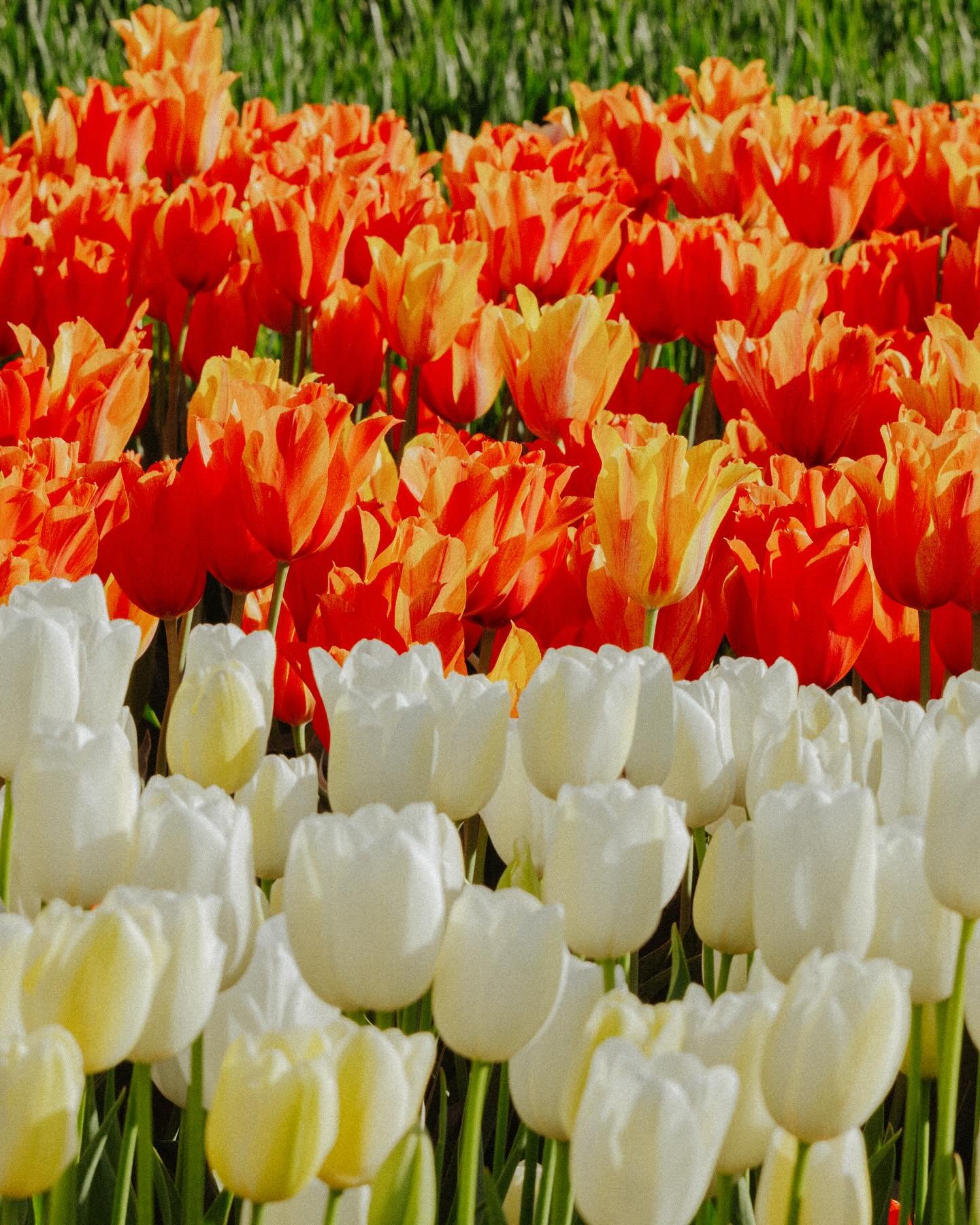 Had a real love affair with the tulips this year.