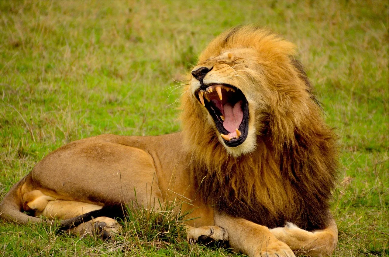 It prehistoric times, anxiety was the difference between living another day and being something's lunch.