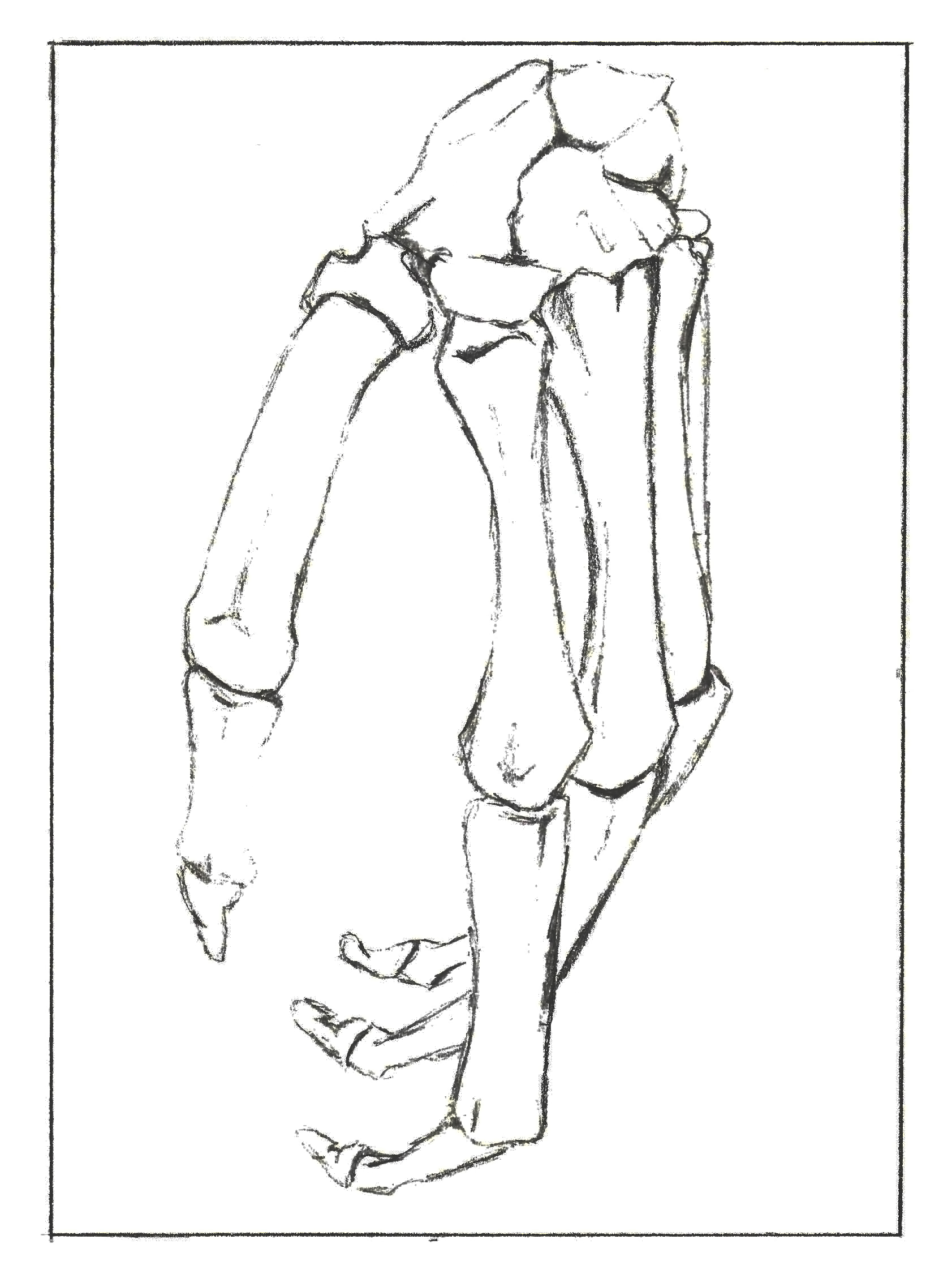 Bone Study