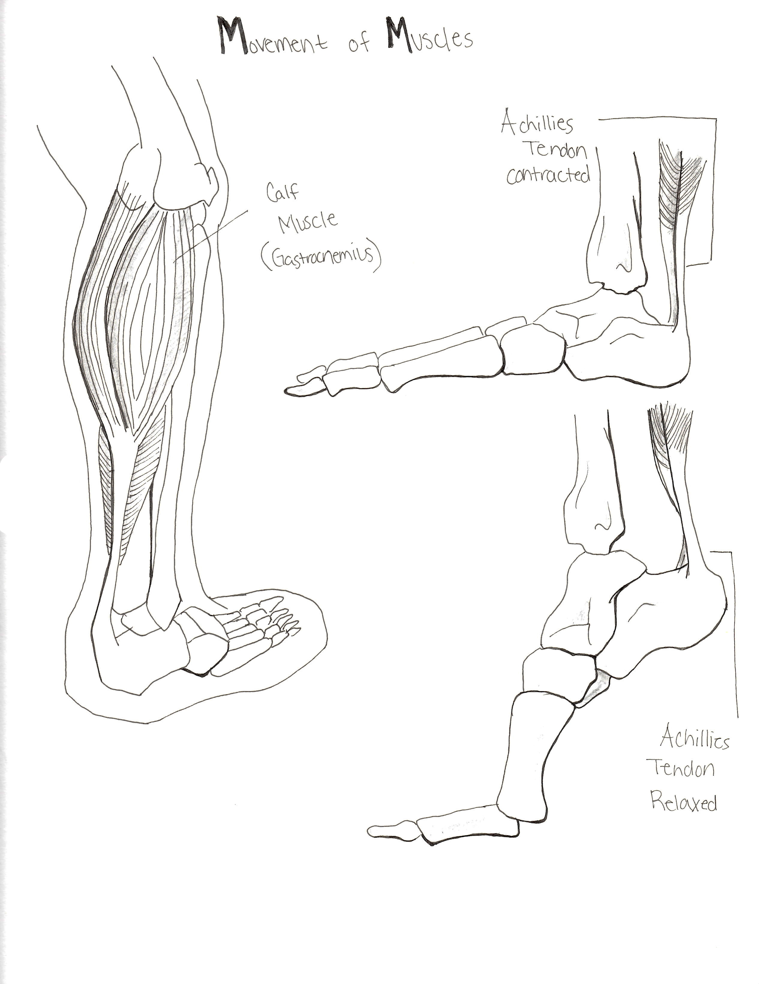 Muscle Study
