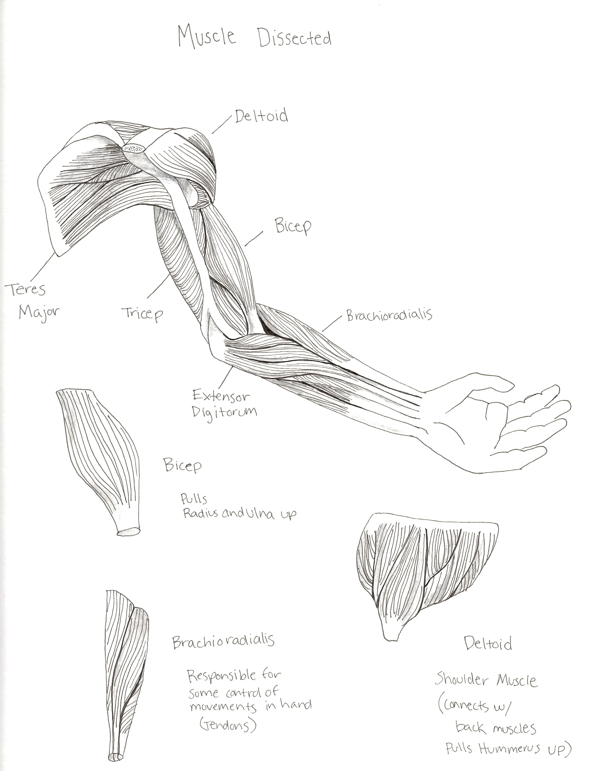 Muscle Study