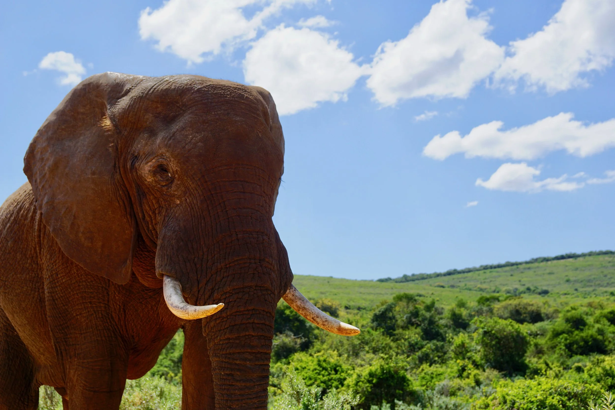 Elephant Interactions
