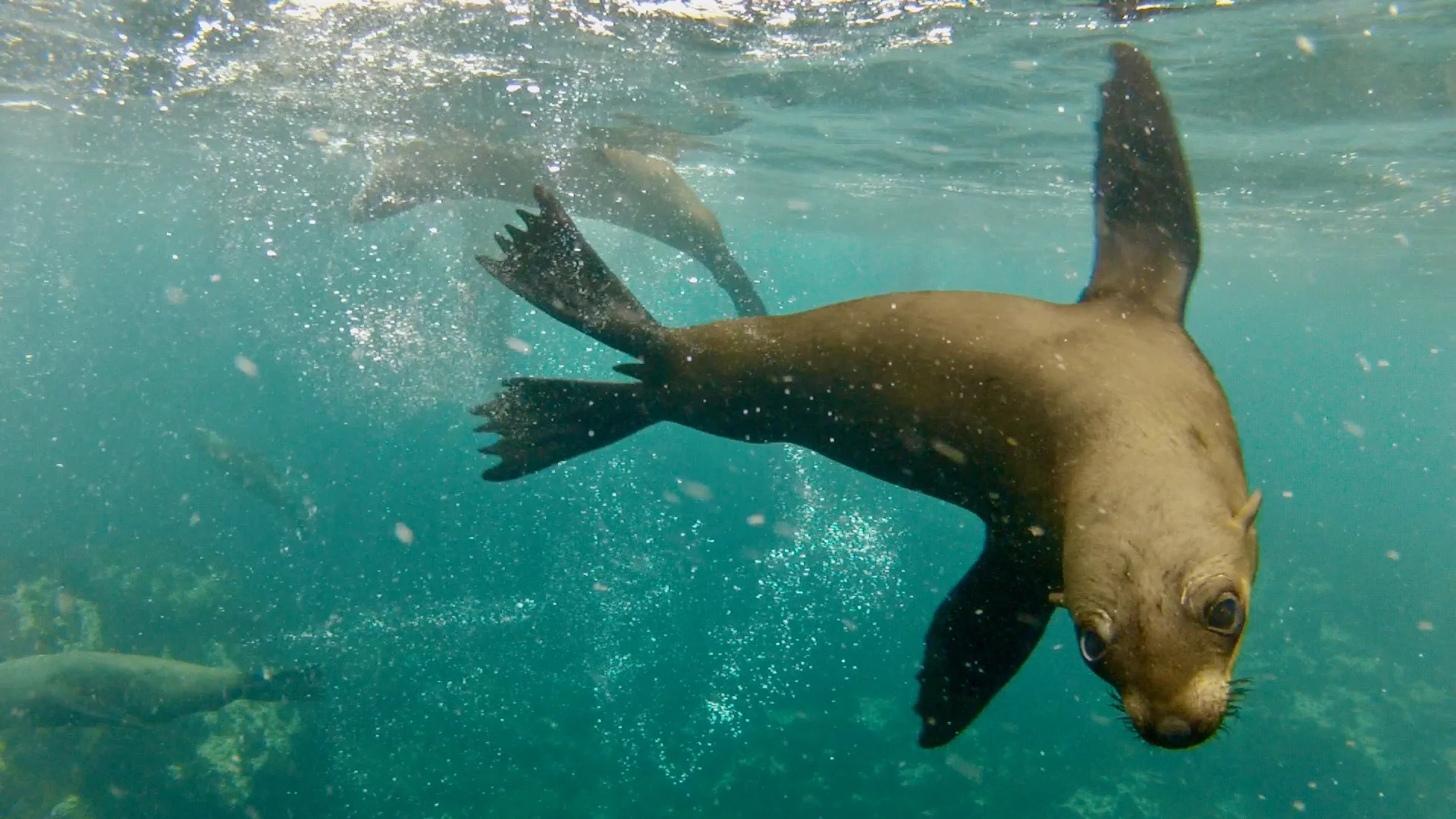 Swimming with Sharks and Seals
