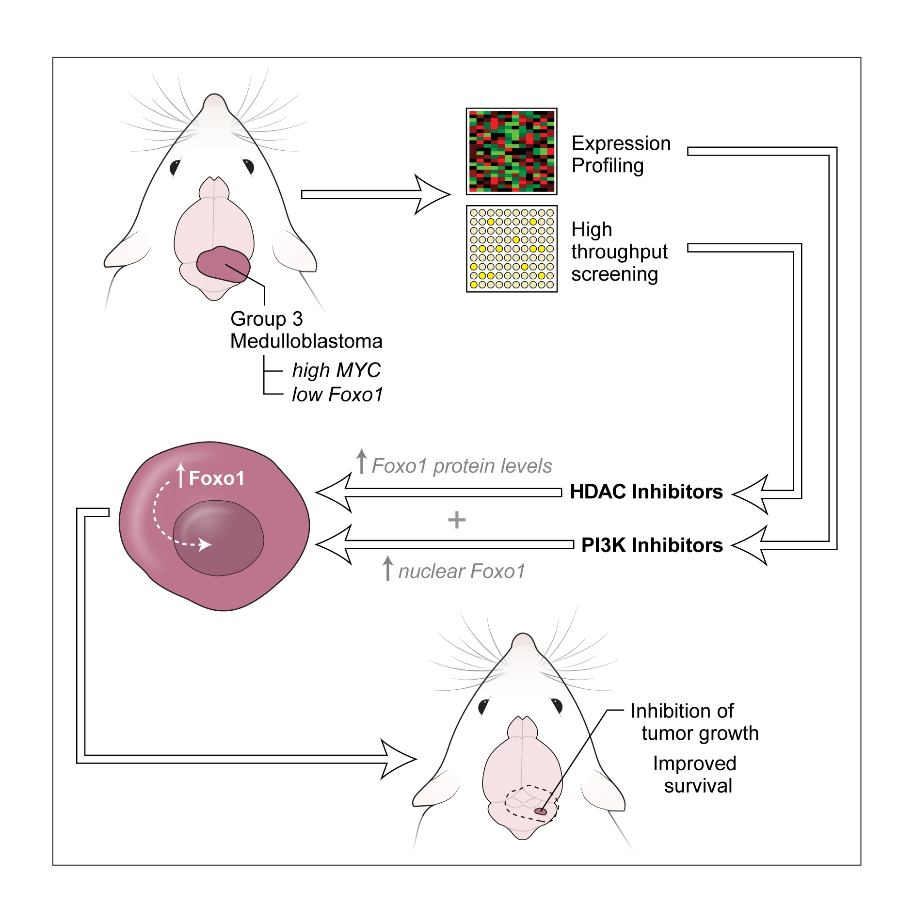 MYC-Driven MB Figure_Corrections_Jan 15-01.jpg