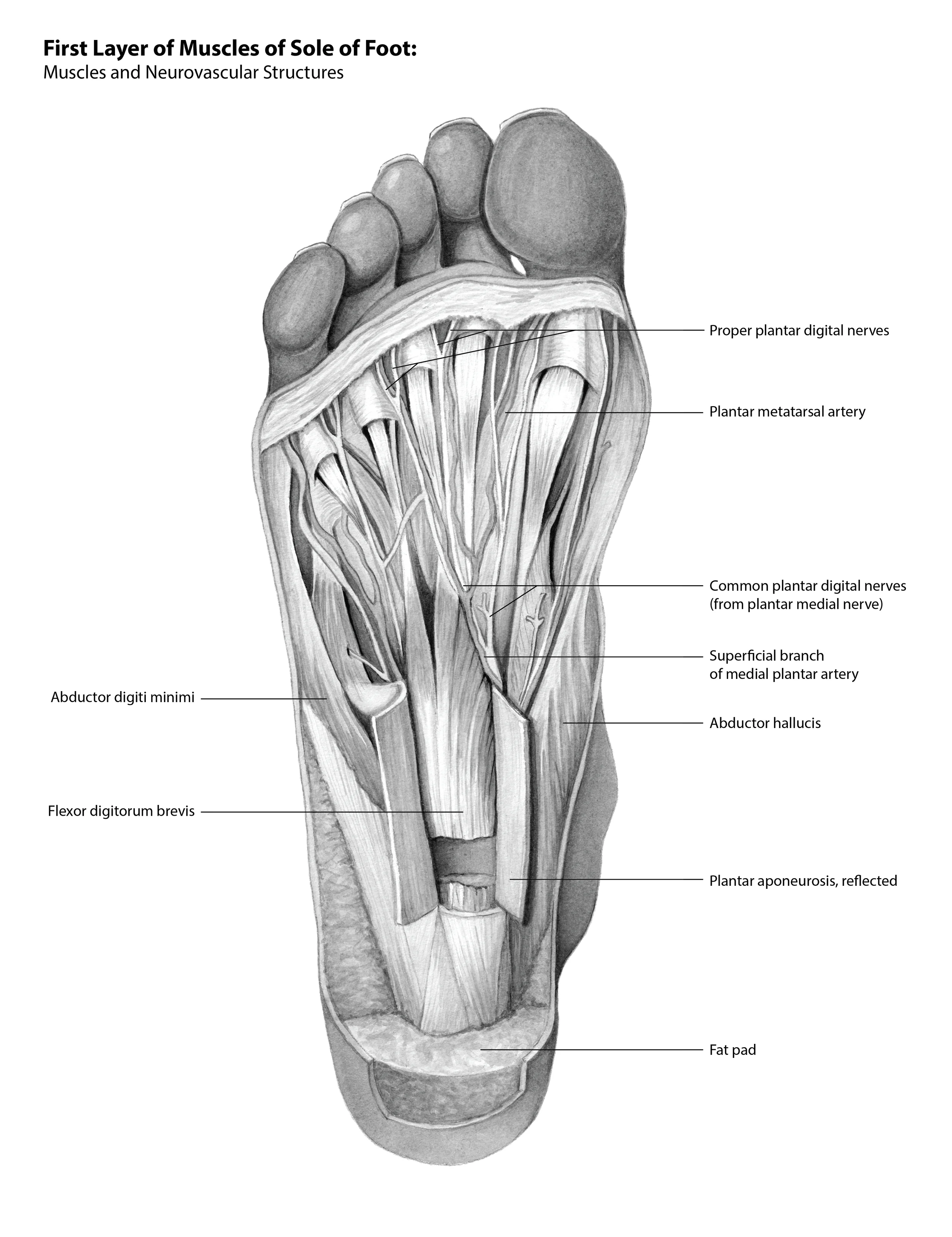 Sole Structure Sole Of The Foot Anatomie – Muscles of the Foot – WNMEJP