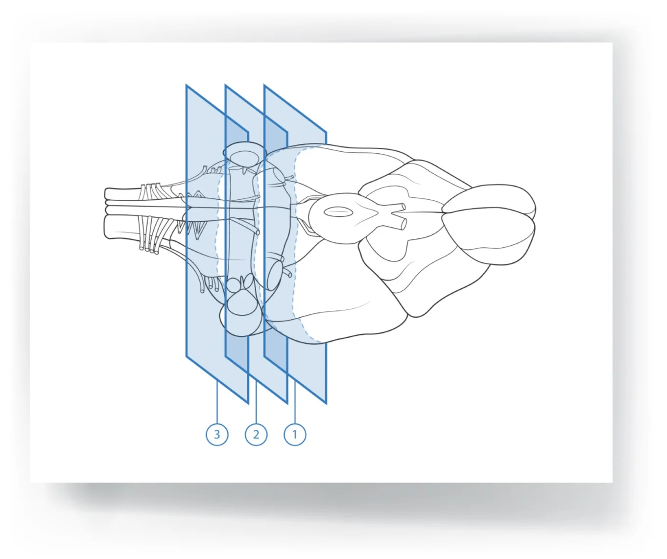 Sheet_Mouse_Brain_Sliced-03.jpg