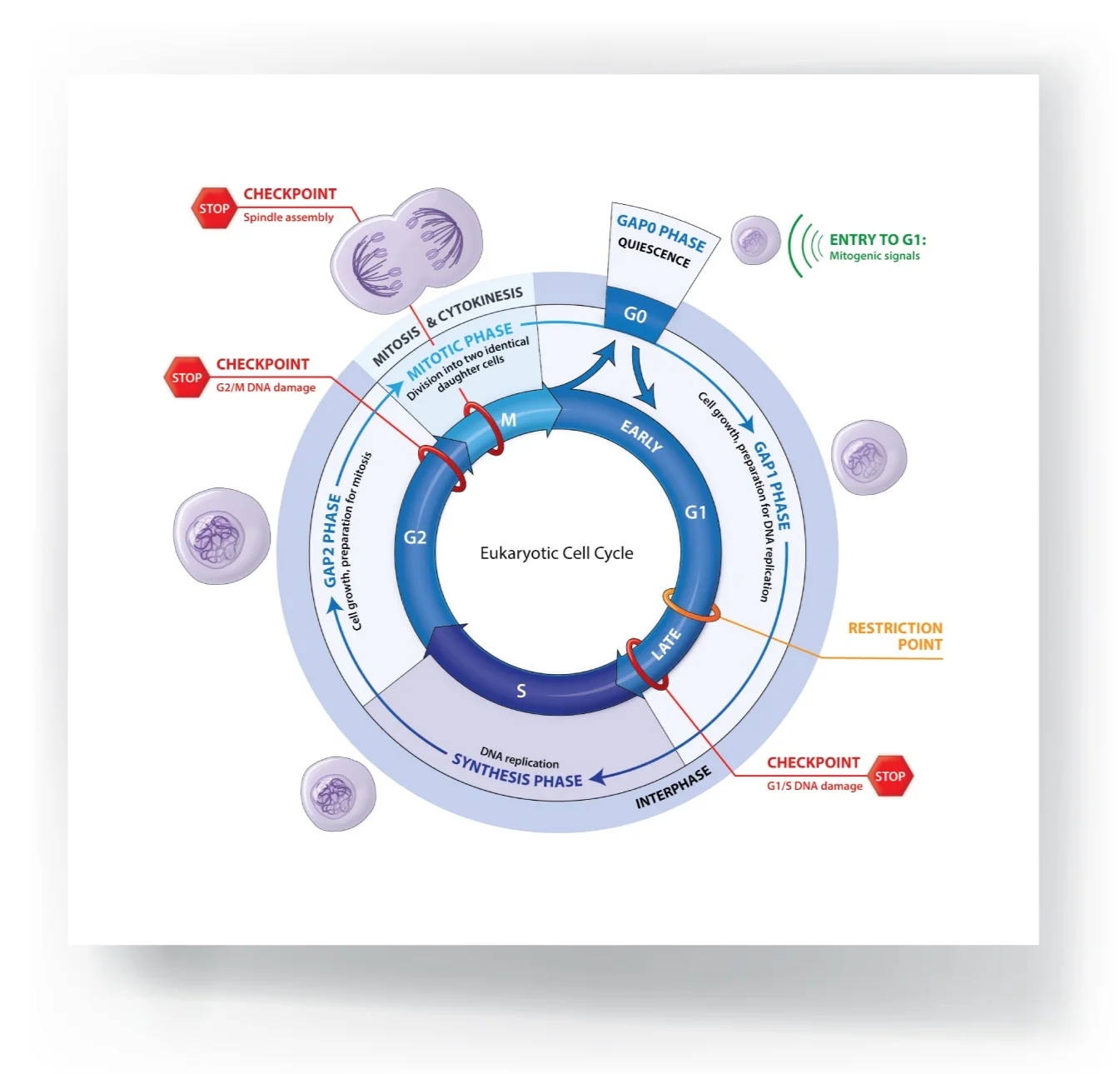 Sheet_Cell_Cycle_1-04.jpg