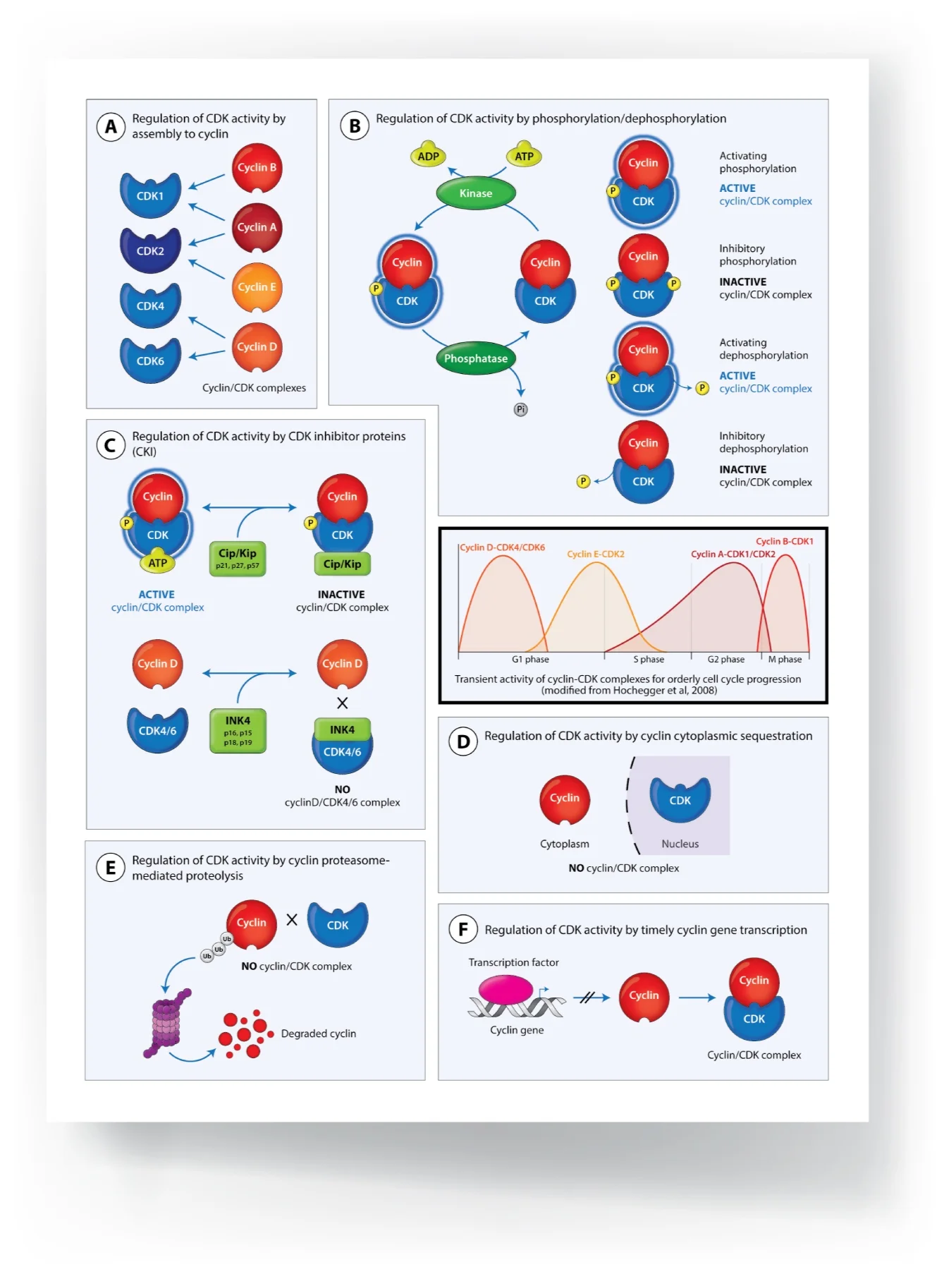 Sheet_Cell_Cycle_3-05.jpg