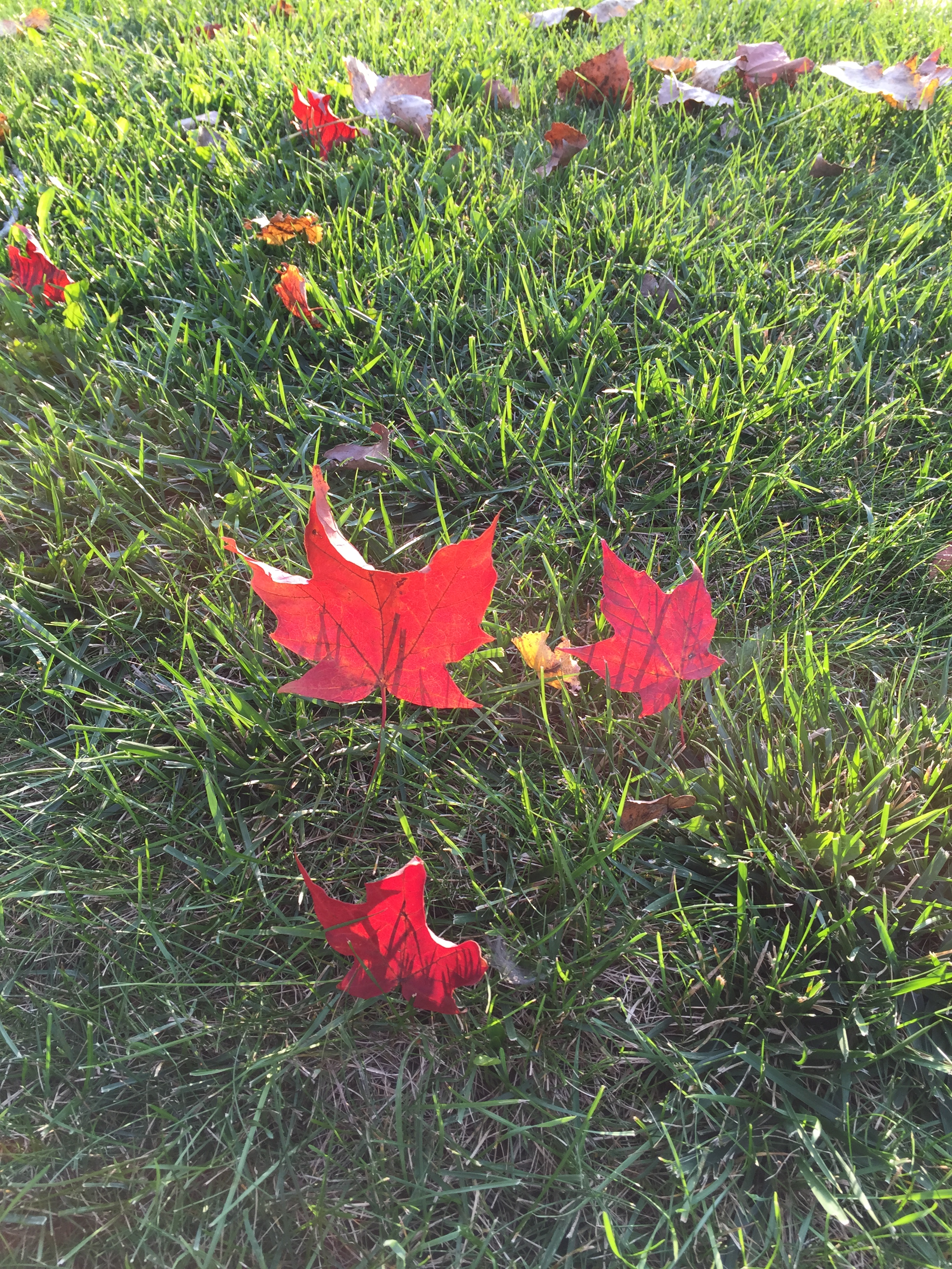 Autumn Harvest