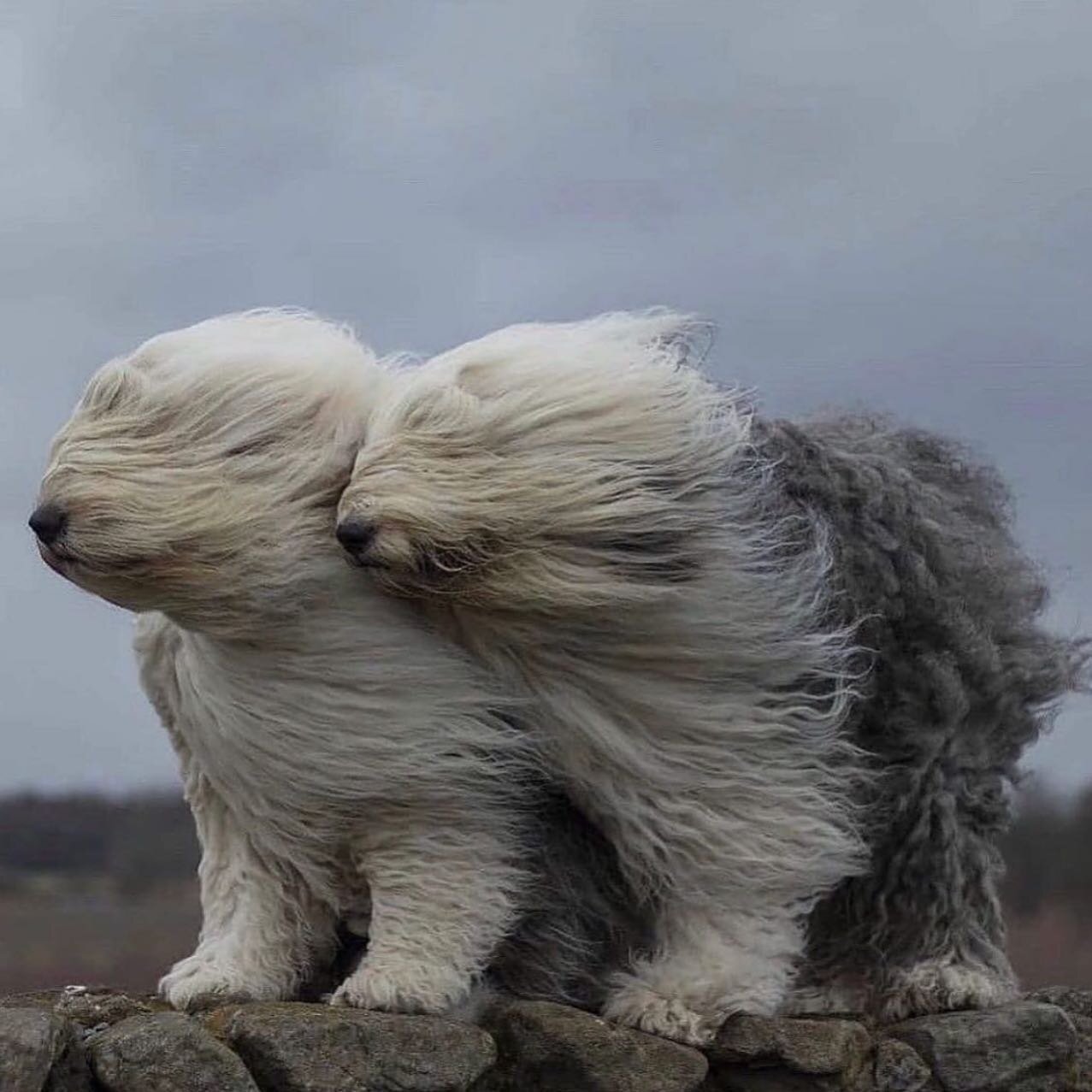 &quot;Blowing In The Wind&quot; by photographer @de_wollewei 

#tambaran2gallery