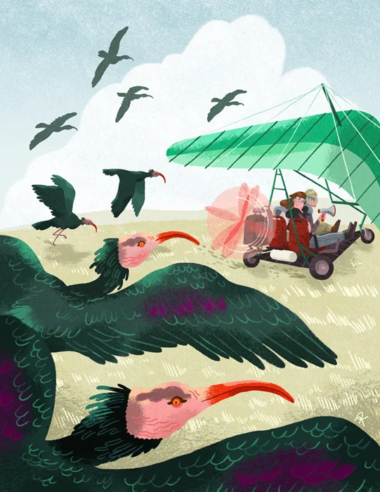 The New Flight of the Waldrapp Ibis