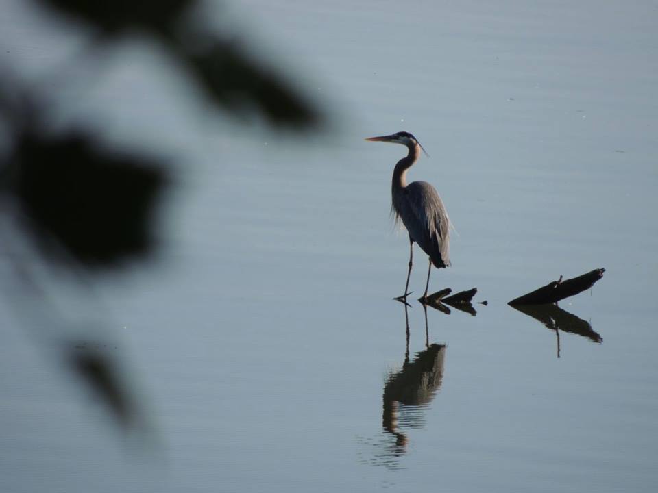 heron.jpg