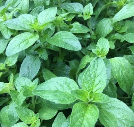 OREGANO PLANT - 1.jpg