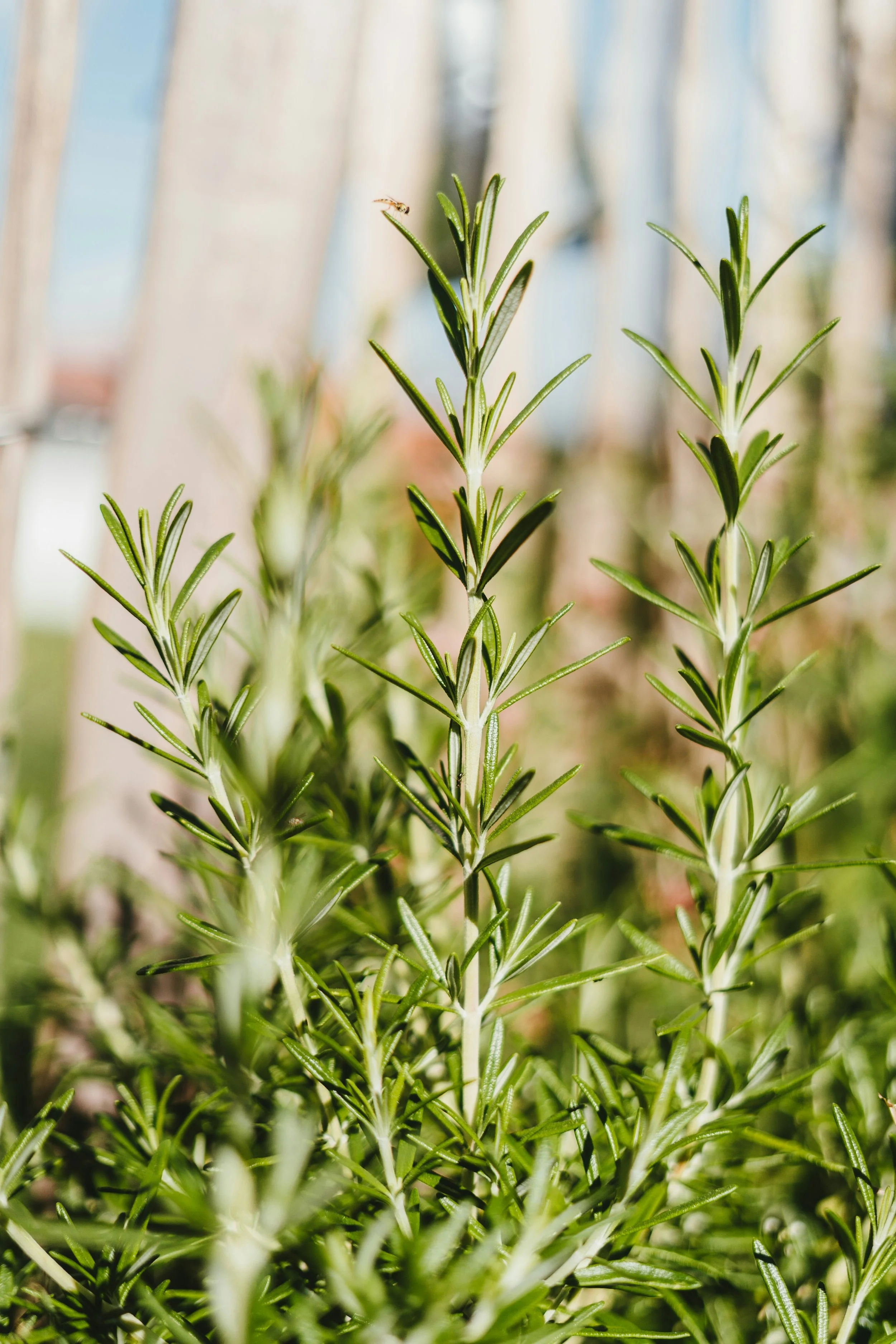ROSEMARY OIL PHOTO  julian-hochgesang-e9T7LqnNPnA-unsplash.jpeg