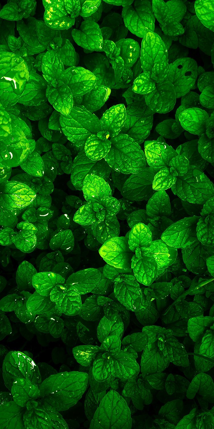 SPEARMINT+OIL.jpeg