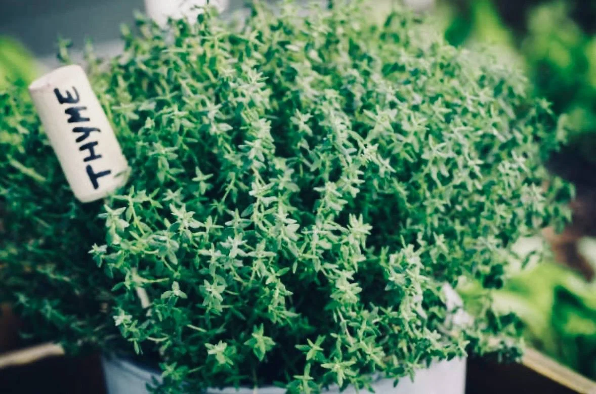 THYME OIL - 1/2 oz