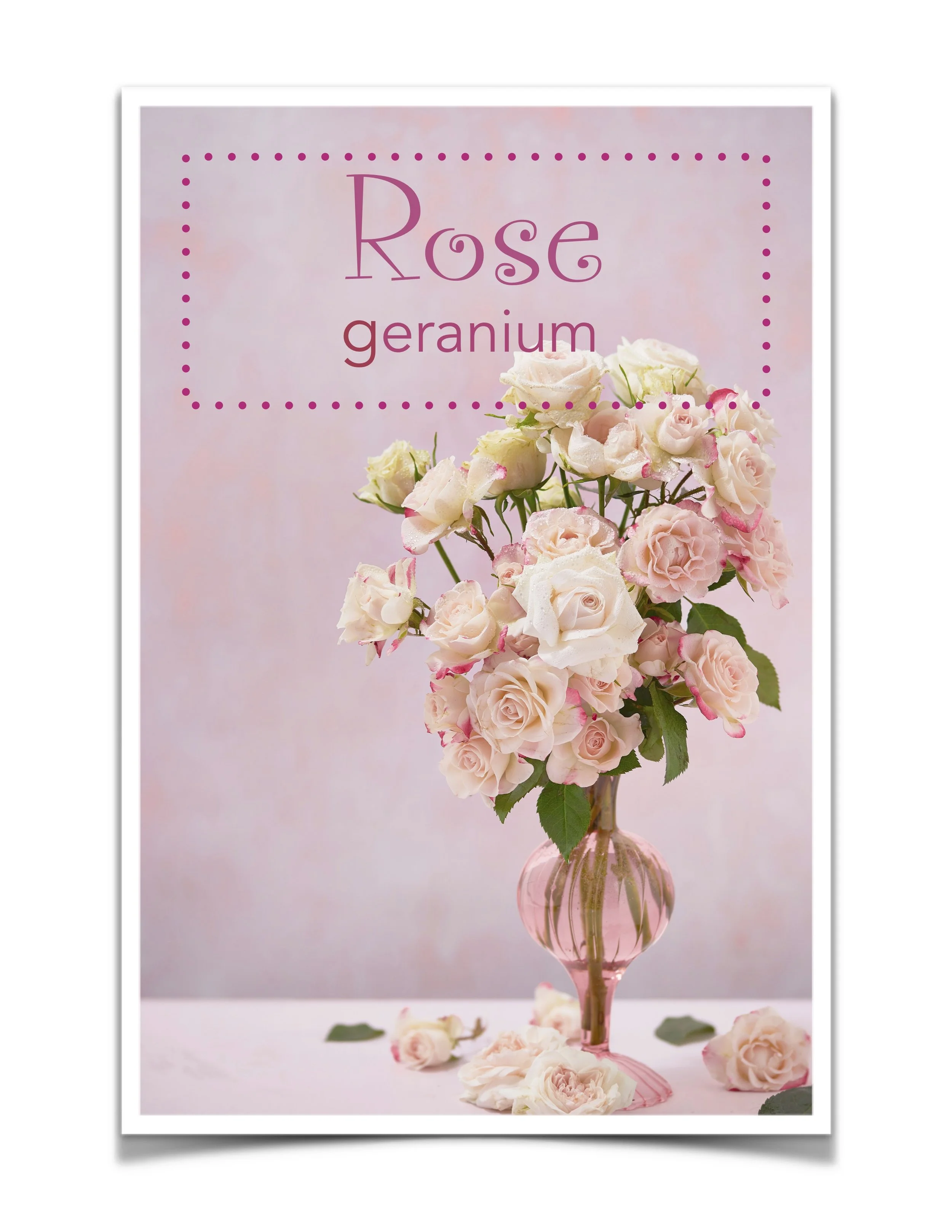 ROSE GERANIUM OIL - 1/2 oz