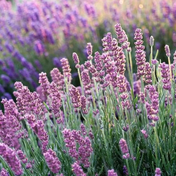 LAVENDER OIL - 1/2 OZ - $25