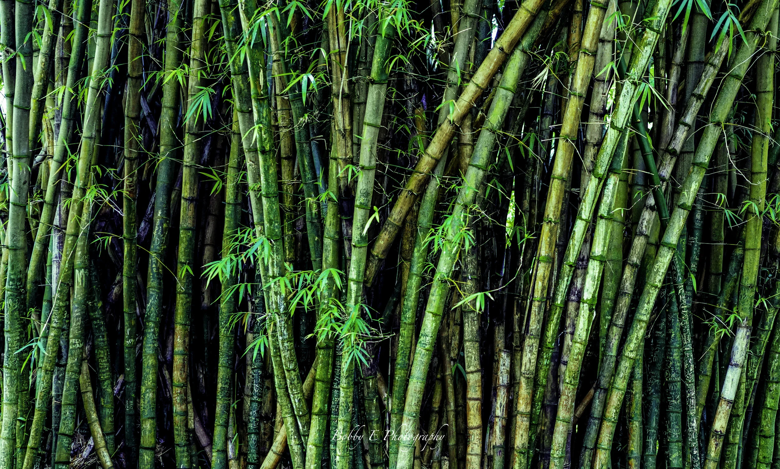 bamboo-_finalsmall.jpg