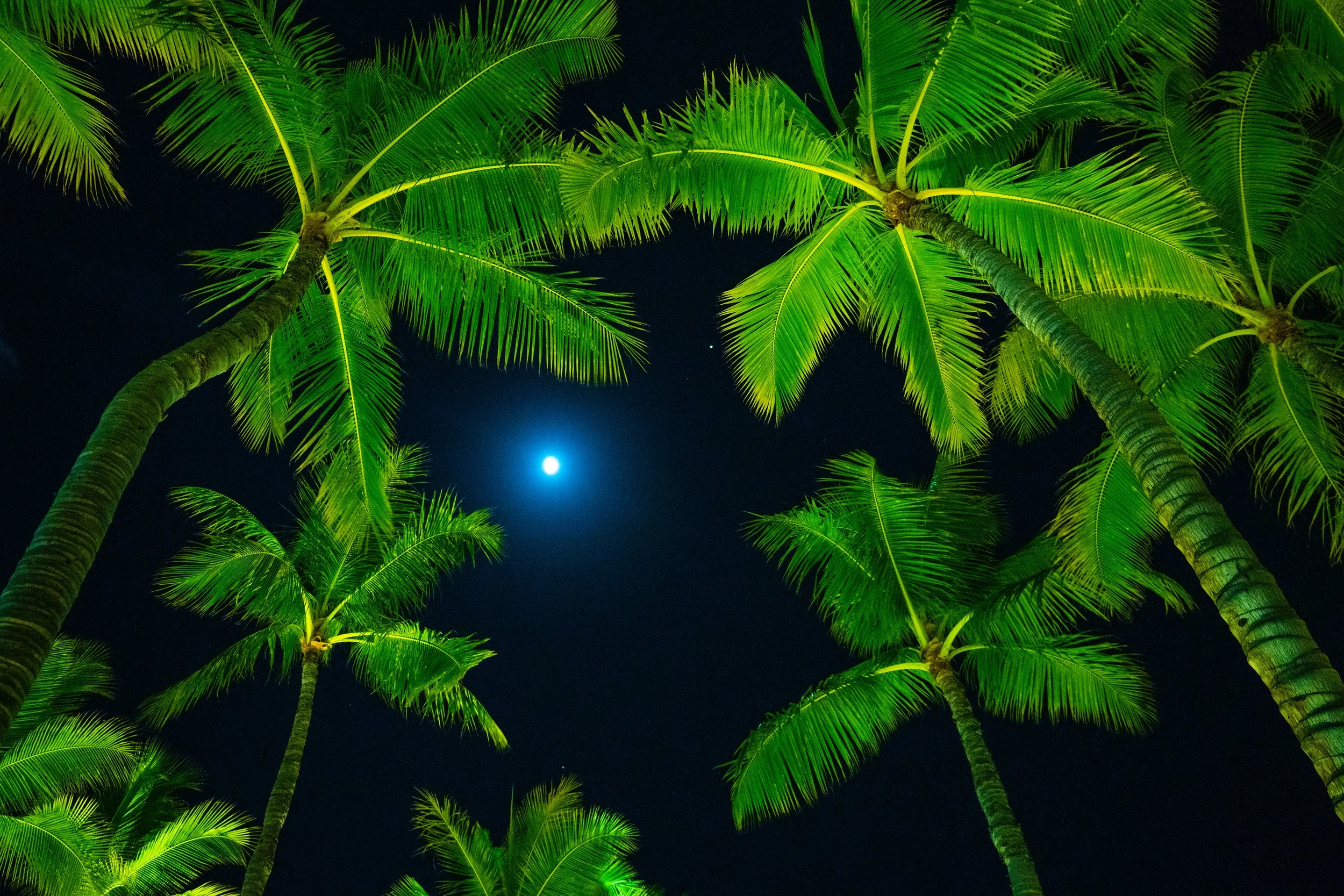 palmtree final3.jpg