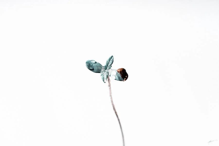 Macro-Plant-1-900x600.jpg