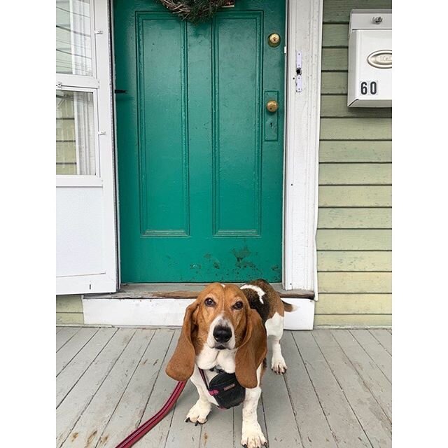 I think I'll go for a walk outside now, the winter sun's callin my name ☀️ ☀️ ☀️ #wcw #dogsofig #dogstagram #dogsofinstagram #bassethound #bassetlove #bassetgram #bassethoundsofinstagram #dogoftheday #dogsofboston #ig_somerville #igboston #dogwalker 