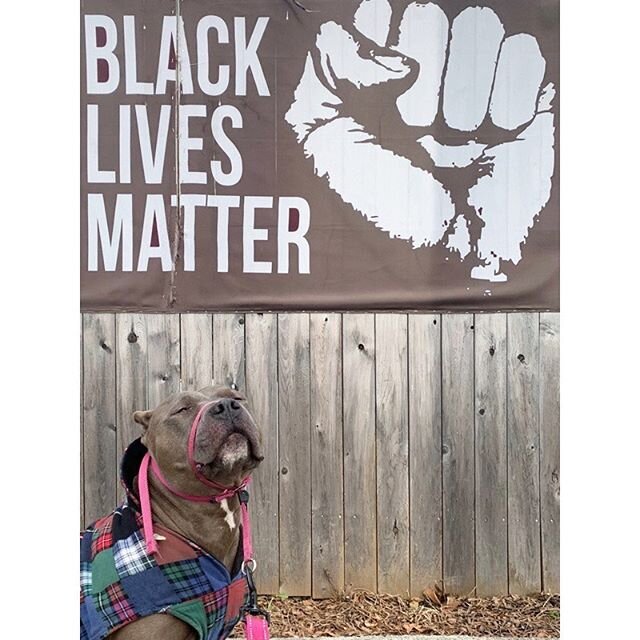 Happy Black History Month! 🖤 #bhm #blackhistorymonth #blm #pittielove #packlove #dogsofig #dogstagram #dogsofinstagram #citypitties #pitbull #bluenose #pittie #pittiesofig #dontbullymybreed #dogoftheday #dogsofboston #ig_somerville #igboston #dogwal