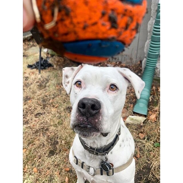 Must haz ball 🏀 #riguy #dogsofig #dogsofinstagram #dogstagram #americanbulldog #pitbull #pittiemix #pittielove #citypitties #dontbullymybreed #bullylove #packlove #dogsofboston #doglovers #dogobsessed #ig_somerville #igboston #dogwalker #secondchanc