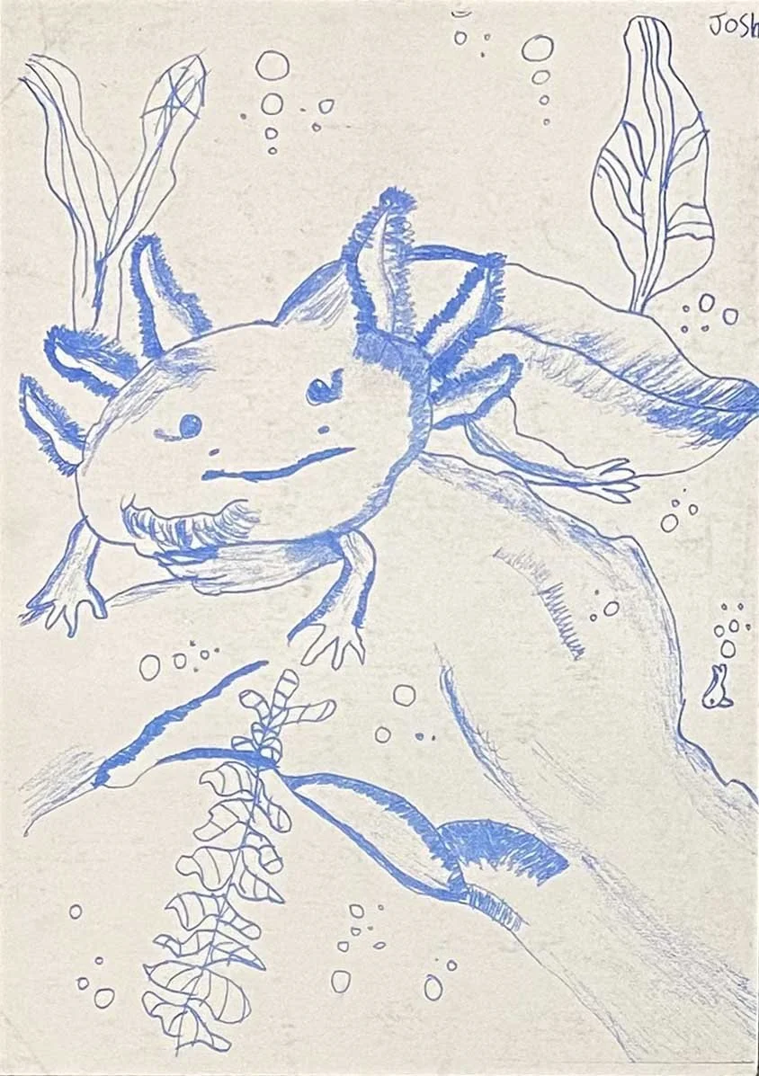 Axolotl.jpg