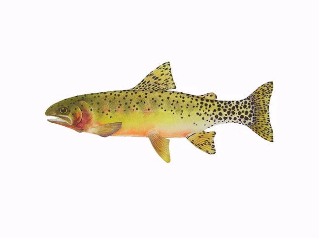 Rio Grande Cutthroat Trout, Oncorhynchus clarki virginalis