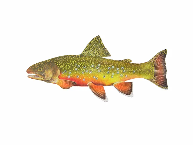 Brook Trout, Salvelinus fontinalis